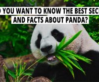 Did you want to know the best secret and Facts about Panda?