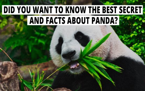 Did you want to know the best secret and Facts about Panda?