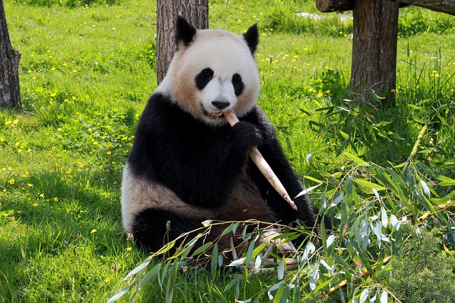 Did you want to know the best secret and Facts about Panda?
