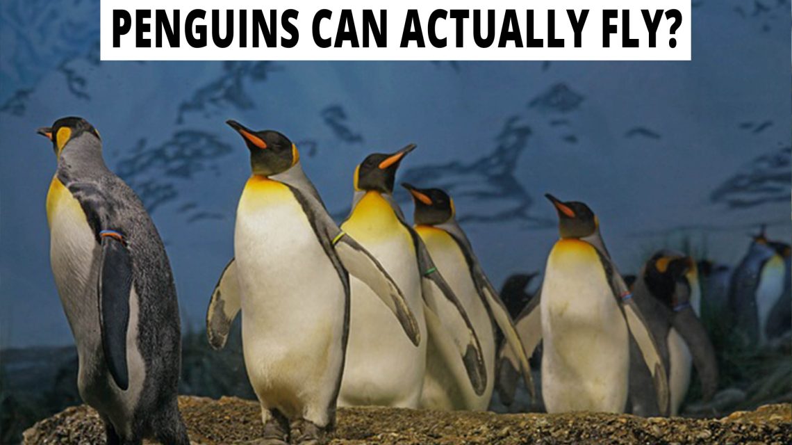 Penguins can actually fly?