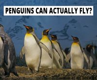 Penguins can actually fly?