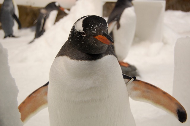 gentoo penguin