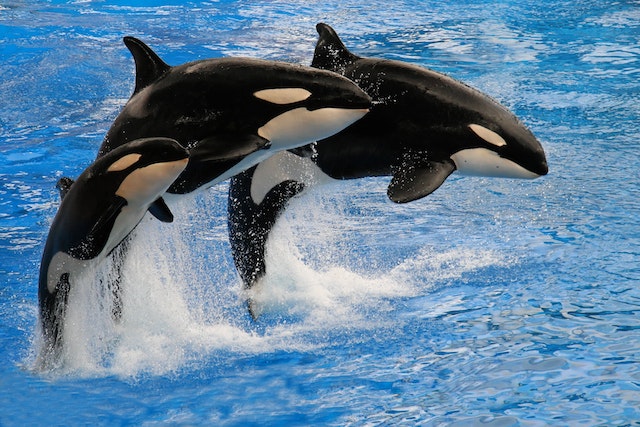 Orca, the killer whale of the Galapagos.