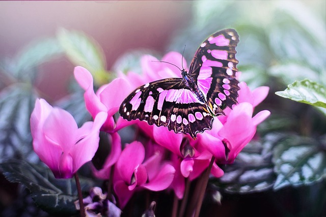 Top Secrets Of Butterfly.
