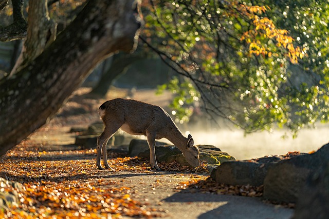 Sika Deer