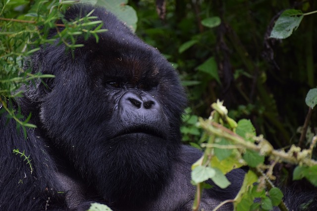 Mountain Gorilla