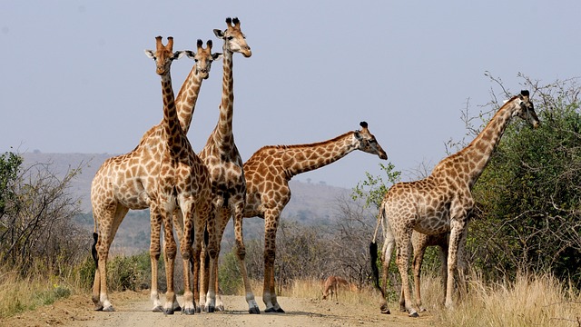 Things you don't know about the long-necked animal.