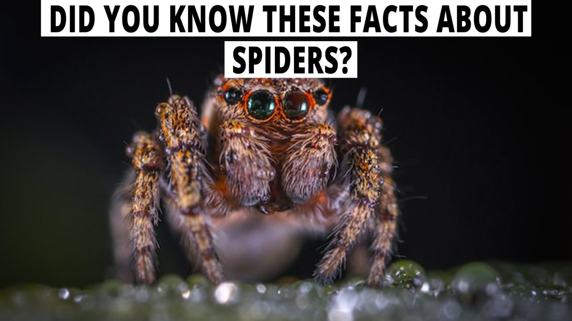 Did you know these facts about spiders?