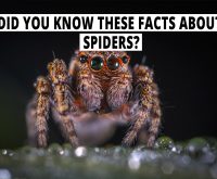 Did you know these facts about spiders?