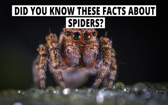 Did you know these facts about spiders?
