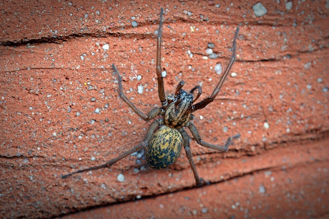 House Spider