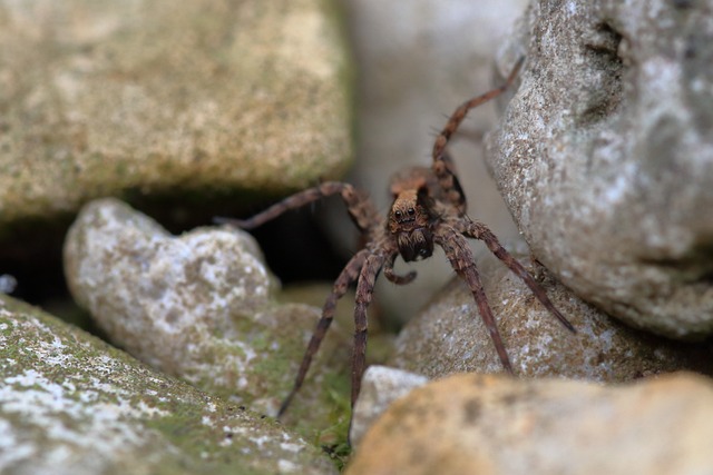 wolf spiders