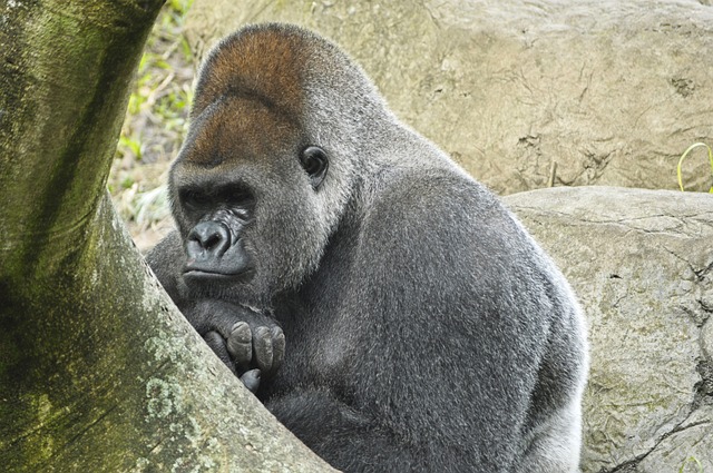 Western Lowland Gorilla