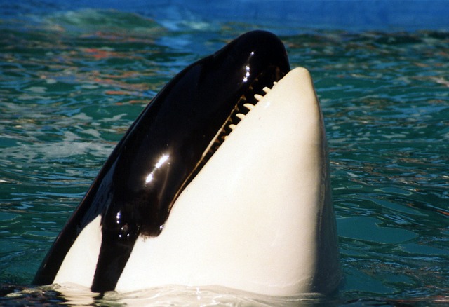 Orca, the killer whale of the Galapagos.