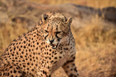South African  Cheetah