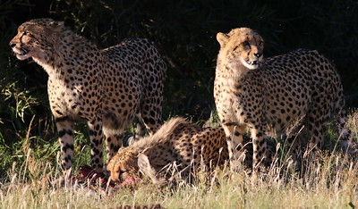 Northwest African Cheetah