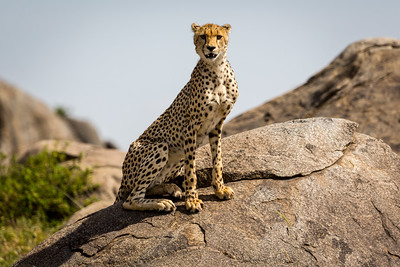 Tanzanian Cheetah