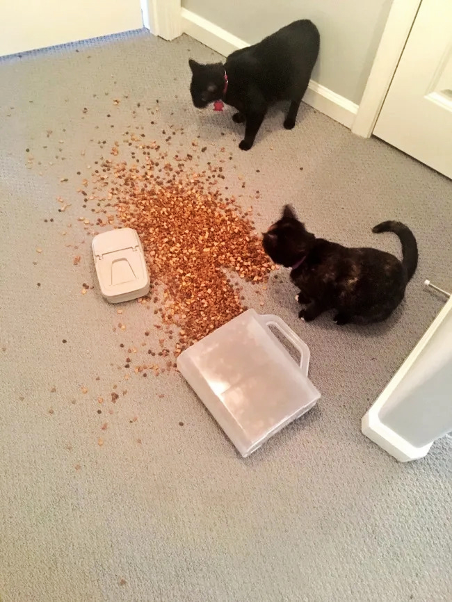 Food usually tastes better on the floor than in the bowl.