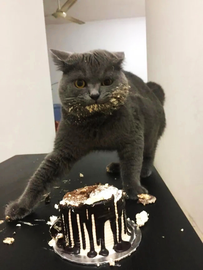 On your birthday, your cat will be in charge of your lovely cake. 