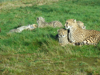 Sudan cheetah