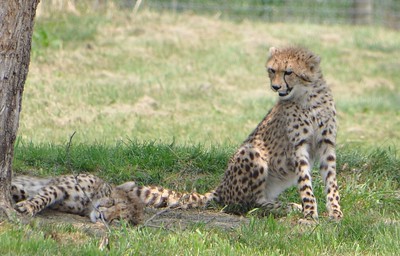 Asiatic Cheetah