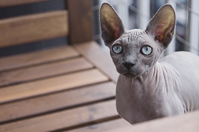 Sphynx cats