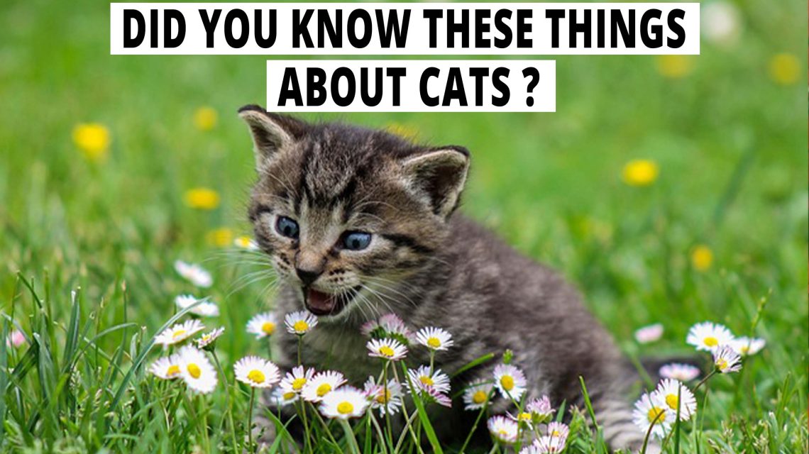 Did You Know These Things About Cats?