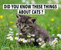 Did You Know These Things About Cats?