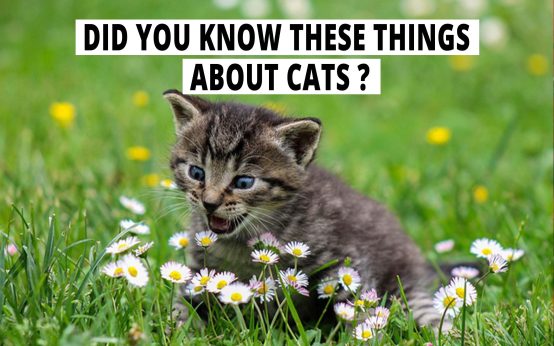 Did You Know These Things About Cats?