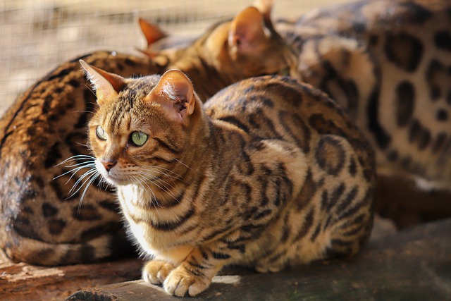 Bengal cat