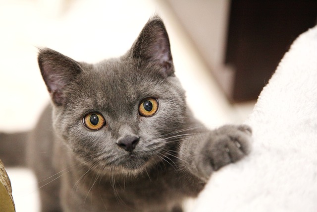 British shorthair cat