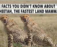 The Facts You Didn't Know About The Cheetah, The Fastest Land Mammal.