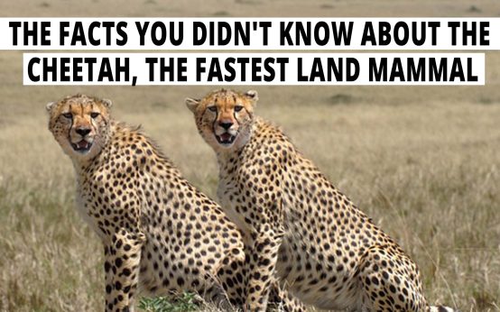 The Facts You Didn't Know About The Cheetah, The Fastest Land Mammal.
