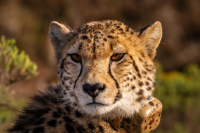 cheetah