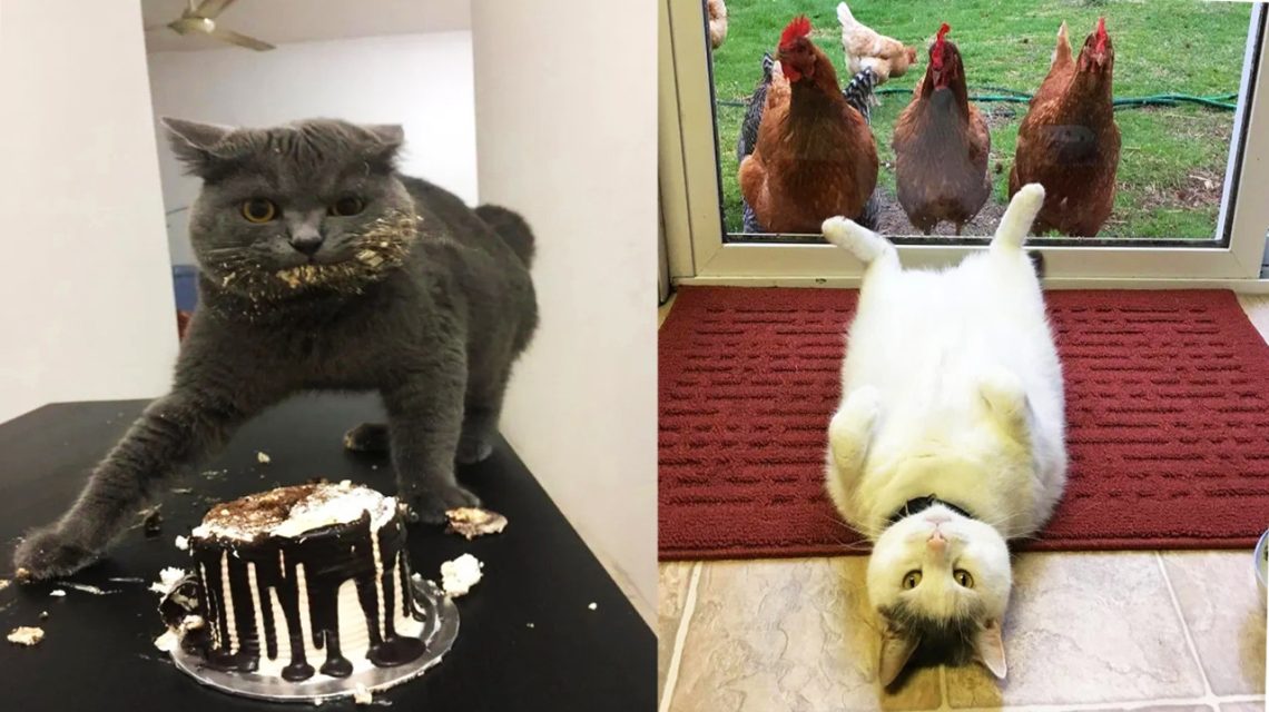 15 Reasons Why You Should Never Own A Cat