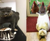 15 Reasons Why You Should Never Own A Cat