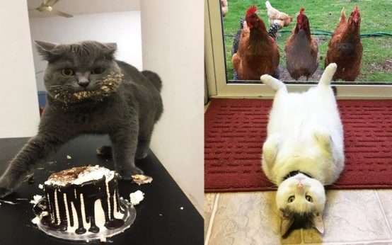 15 Reasons Why You Should Never Own A Cat