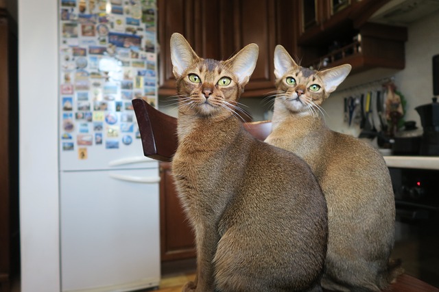 Abyssinian cat