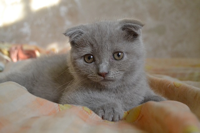 Scottish fold Cat 