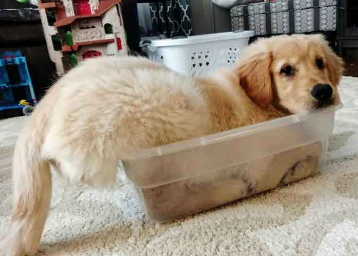 17+ Times Retrievers Proved They Are The Best Dogs Ever