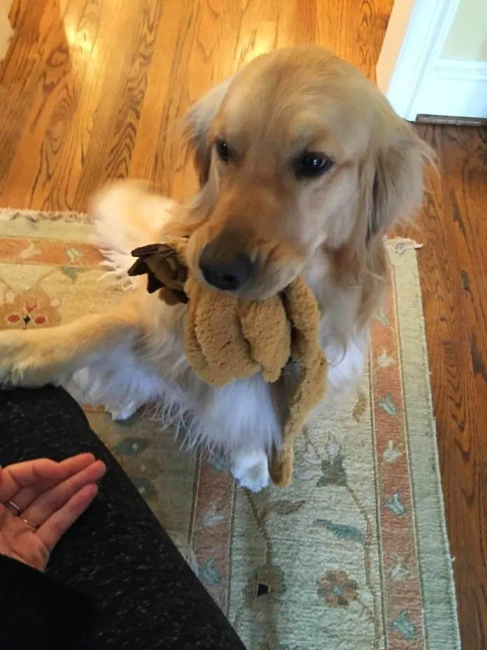 17+ Times Retrievers Proved They Are The Best Dogs Ever