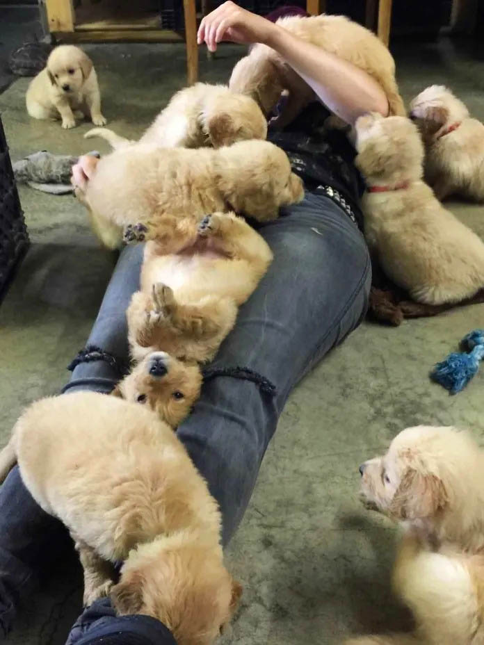 17+ Times Retrievers Proved They Are The Best Dogs Ever