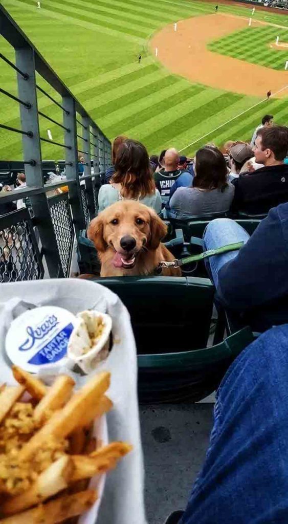 17+ Times Retrievers Proved They Are The Best Dogs Ever