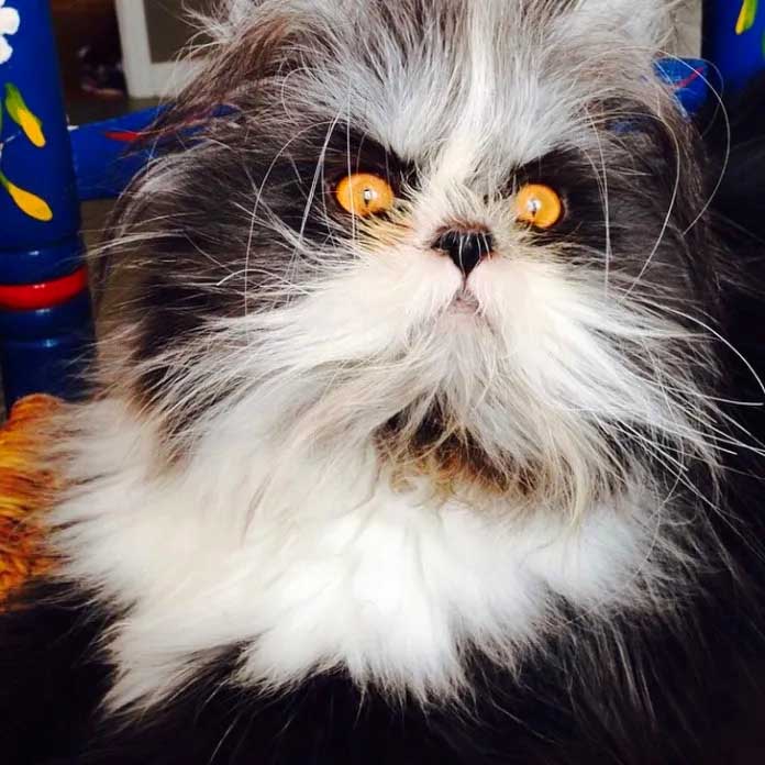 23+ Wonderfully Imperfect Pets That Melted Our Hearts