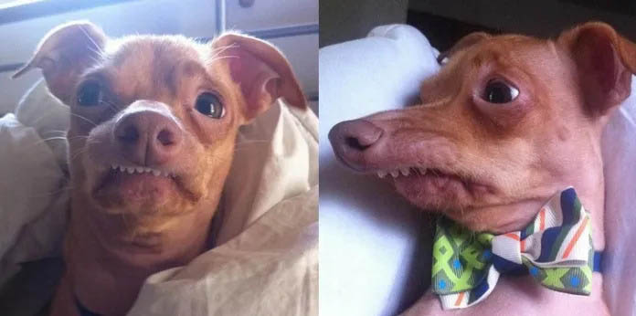 23+ Wonderfully Imperfect Pets That Melted Our Hearts