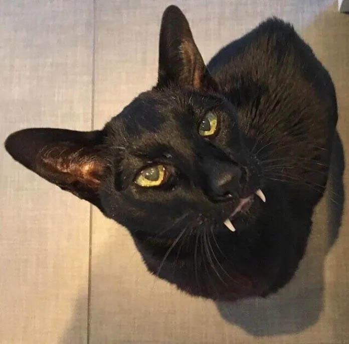 23+ Wonderfully Imperfect Pets That Melted Our Hearts