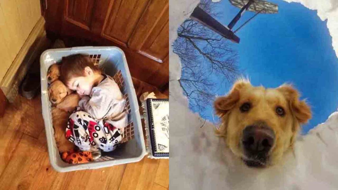 17+ Times Retrievers Proved They Are The Best Dogs Ever