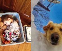 17+ Times Retrievers Proved They Are The Best Dogs Ever