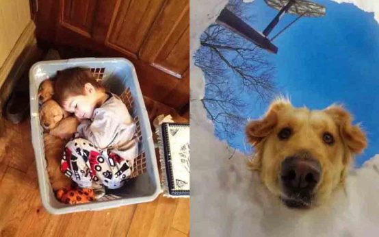 17+ Times Retrievers Proved They Are The Best Dogs Ever