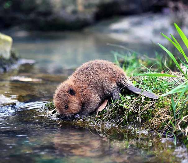 This is a baby beaver that had lost its mother and was being rehabilitated to go back into the wild